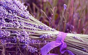 Koelte in de Hitte: Verfrissing met Essentiële Oliën